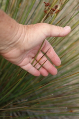 Juncus acutus, photograph author not stated, no rights reserved