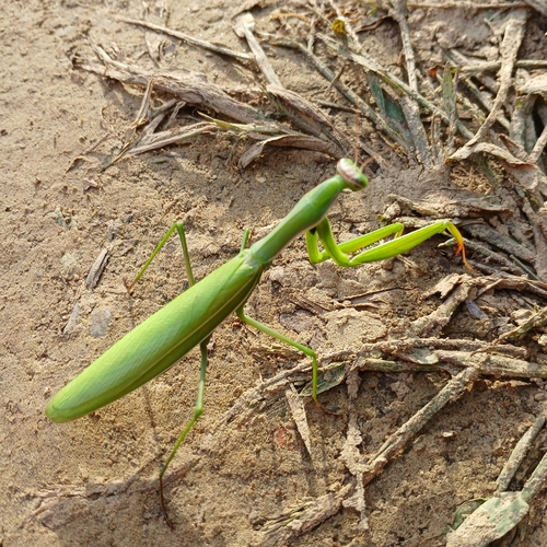 European Mantis