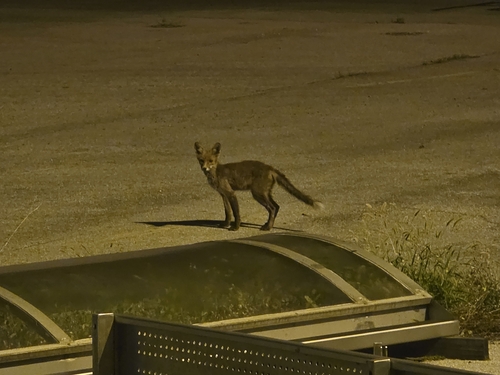 Red Fox