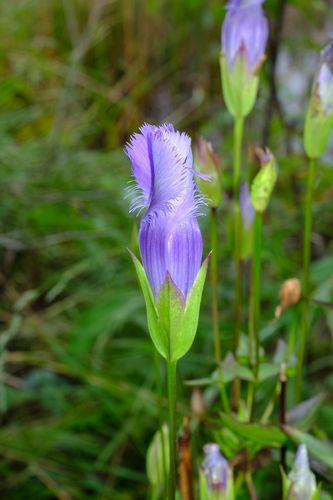 Gentianopsis crinita, photograph 2