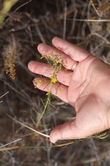 Gutierrezia californica, photograph author not stated, no rights reserved