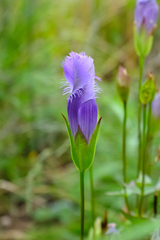 Gentianopsis crinita