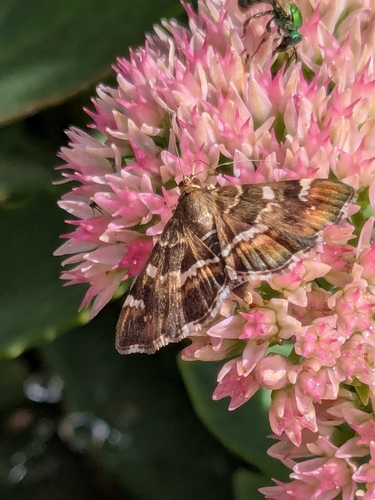 Spotted Beet Webworm Moth