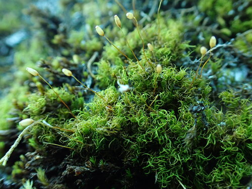 Hymenoloma crispulum observed 2026-09-18
