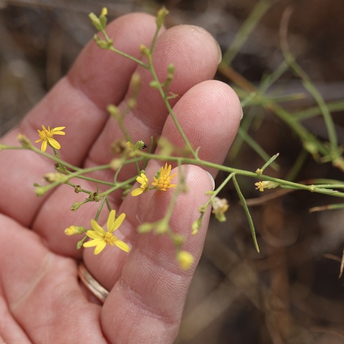 Gutierrezia californica, photograph 5