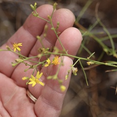Gutierrezia californica, photograph author not stated, no rights reserved