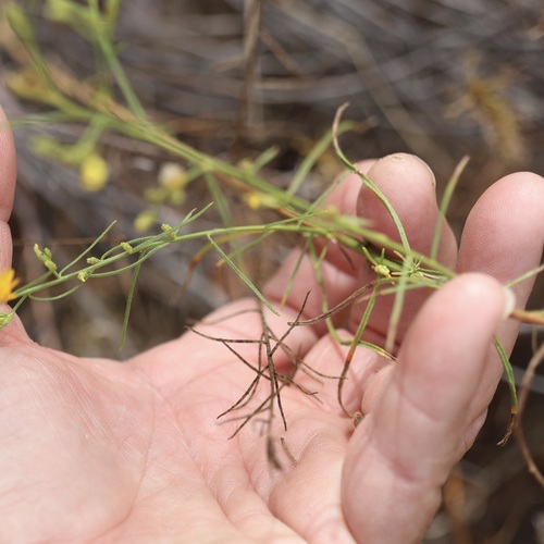 Gutierrezia californica, photograph 4