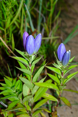 Gentiana andrewsii, photograph (c) Nathan Aaron, some rights reserved (CC BY)