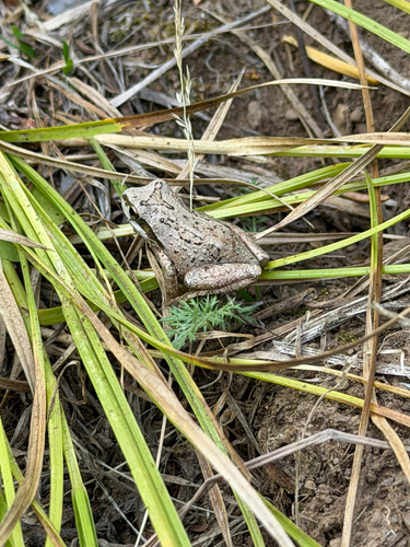 Pacific chorus frog
