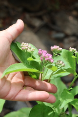 author not stated, no rights reserved Pluchea odorata, photograph author not stated, no rights reserved