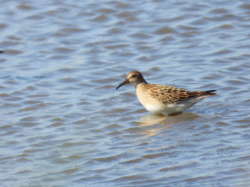 Pectoral Sandpiper