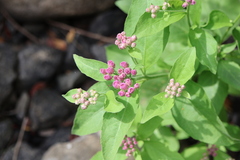 author not stated, no rights reserved Pluchea odorata, photograph author not stated, no rights reserved
