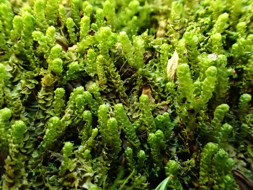 Neoorthocaulis floerkei observed 2026-09-18