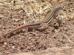 Aspidoscelis communis