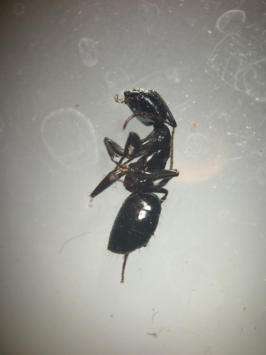 iNaturalist observation photo of Hairless Smooth Carpenter Ant