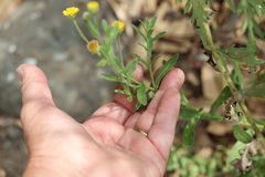 Pulicaria paludosa