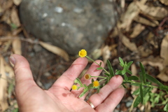 author not stated, no rights reserved Pulicaria paludosa, photograph author not stated, no rights reserved
