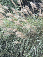 (c) Elliot Greiner, some rights reserved (CC BY) Miscanthus sinensis, photograph (c) Elliot Greiner, some rights reserved (CC BY)