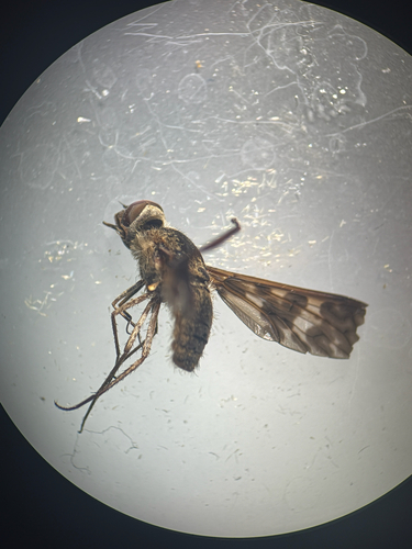 iNaturalist observation photo of Dipalta serpentina