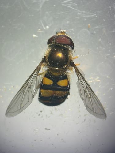 iNaturalist observation photo of Western Aphideater