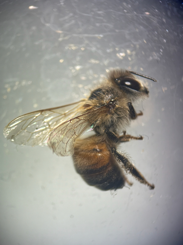iNaturalist observation photo of Western Honey Bee