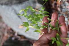 Asparagus asparagoides, photograph author not stated, no rights reserved
