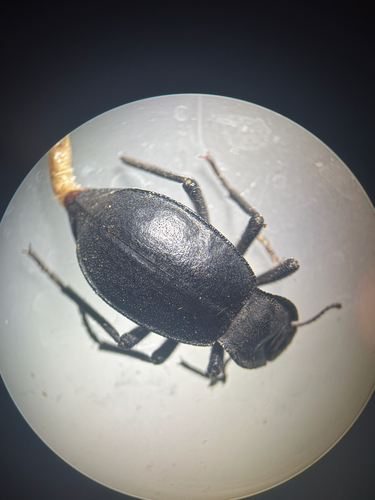 iNaturalist observation photo of Stenomorpha obsoleta
