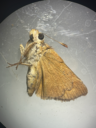 iNaturalist observation photo of Rural Skipper