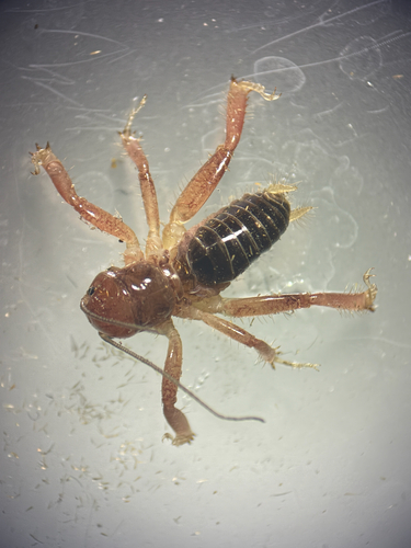 iNaturalist observation photo of Mahogany Jerusalem Cricket