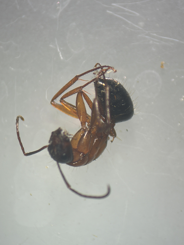 iNaturalist observation photo of Camponotus sansabeanus