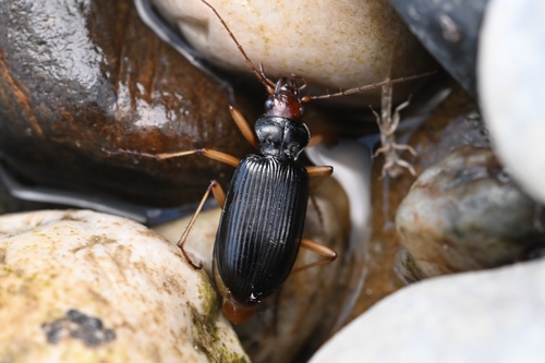 Nebria picicornis