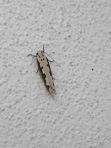 Viper's Bugloss Moth