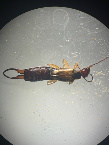 iNaturalist observation photo of Forficula mediterranea