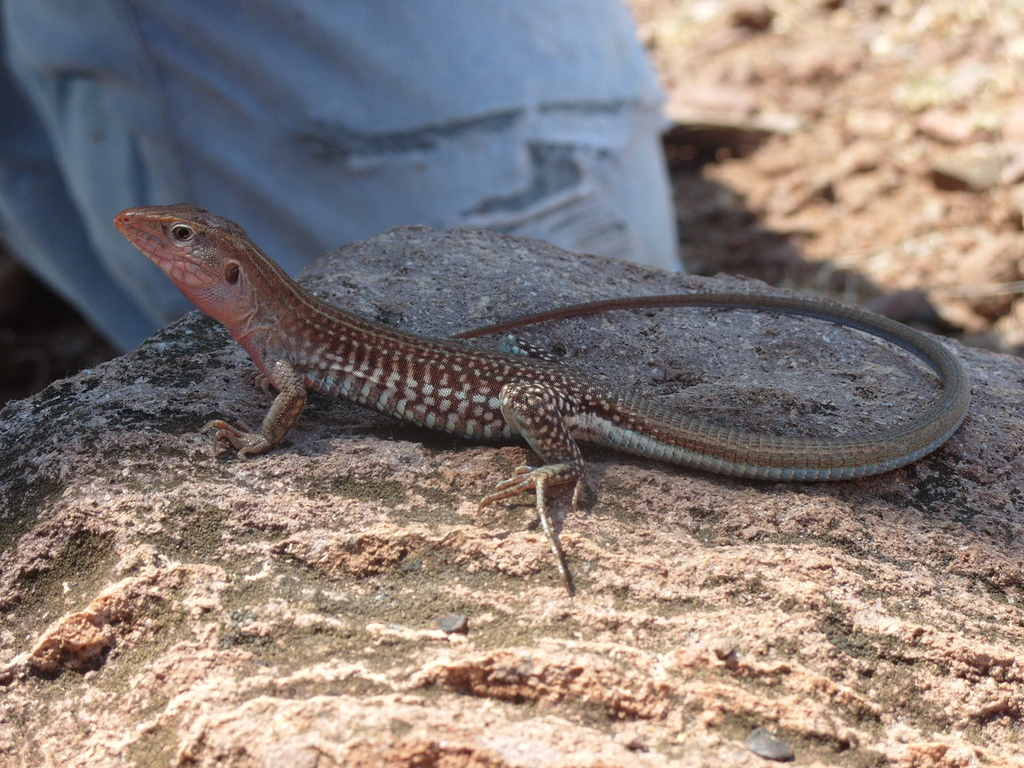 Tepalcatepec Valley Whiptail