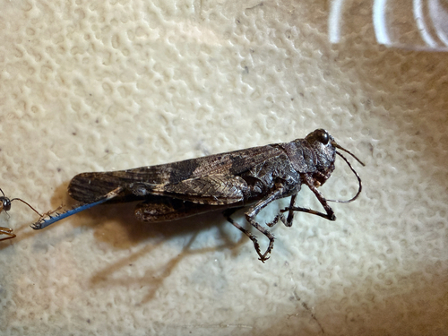 iNaturalist observation photo of Fontana Grasshopper