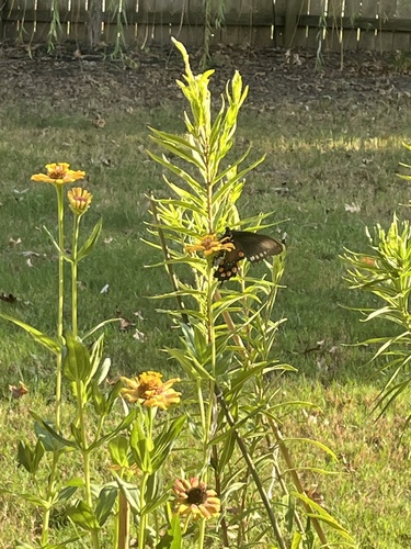 Pipevine Swallowtail