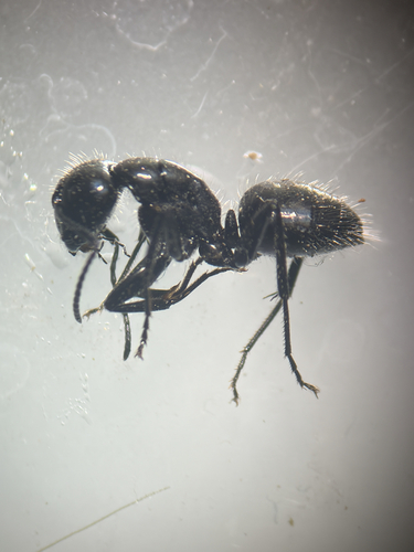 iNaturalist observation photo of Hairy Smooth Carpenter Ant