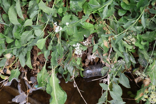 Lepidium latifolium, photograph 4