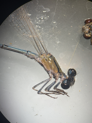 iNaturalist observation photo of Familiar Bluet