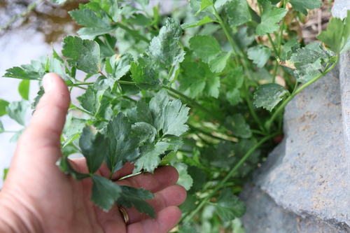 Apium graveolens, photograph 1