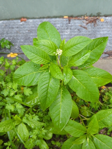 American pokeweed