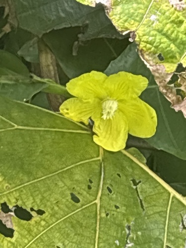Dillenia suffruticosa observed 2026-09-20