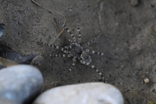Northern Bear Spider