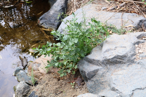 Apium graveolens