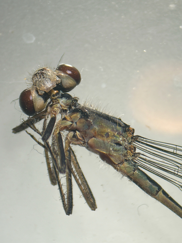 iNaturalist observation photo of Pacific Forktail