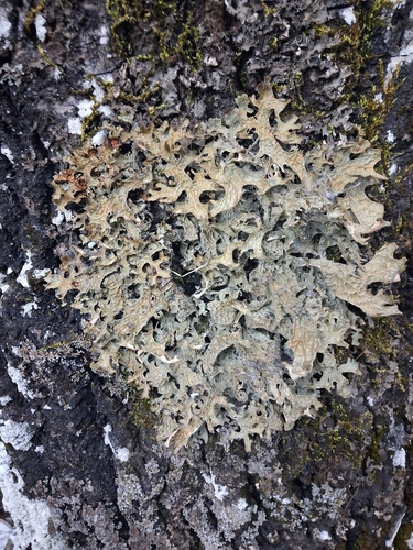 Tree Lungwort