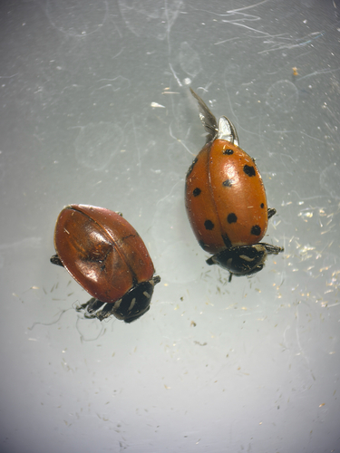 iNaturalist observation photo of Convergent Lady Beetle