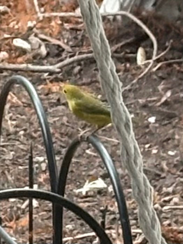 Northern Yellow Warbler