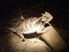 Phrynosoma asio