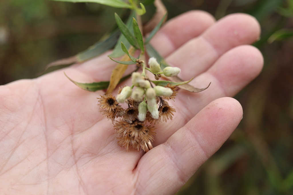 Baccharis salicifolia; photograph author not stated, no rights reserved